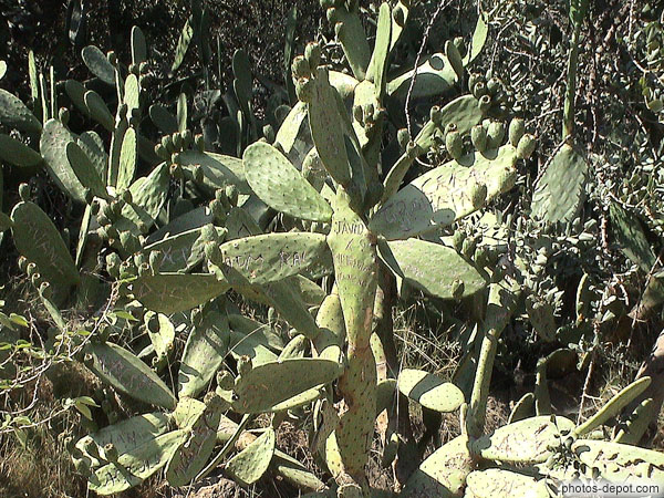 photo de Cactus aux inscriptions