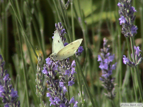 photo de Papillon jaune sur fleur bleue