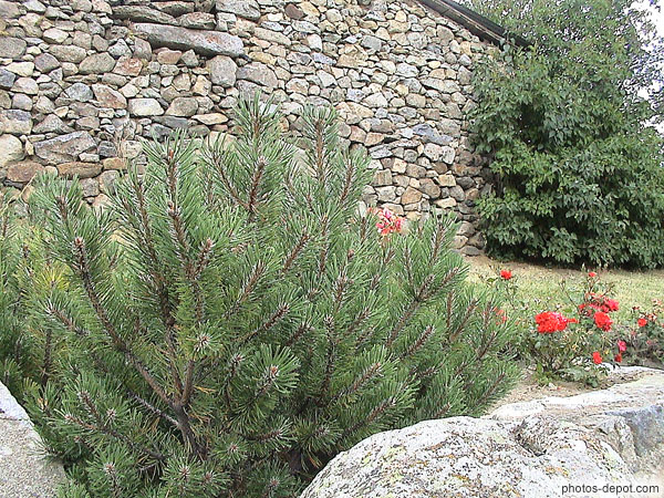 photo de épineux devant mur de pierres sèches