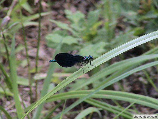 photo d'insecte bleu brillant aux ailes noires