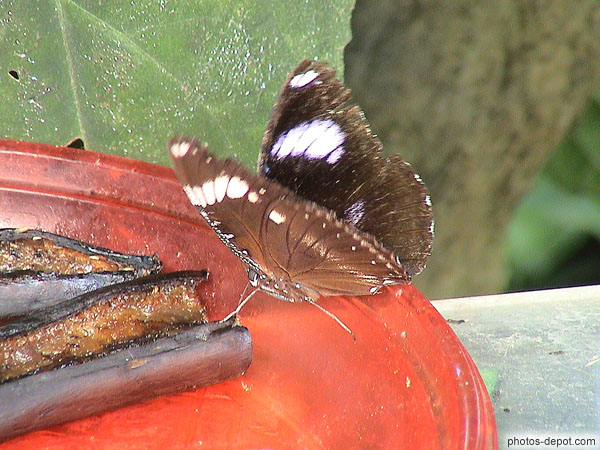 Papillon noir aux taches blanches sur assière de bananes