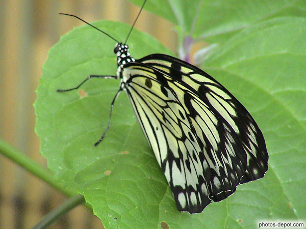 photo de papillon jaune et noir sur feuille