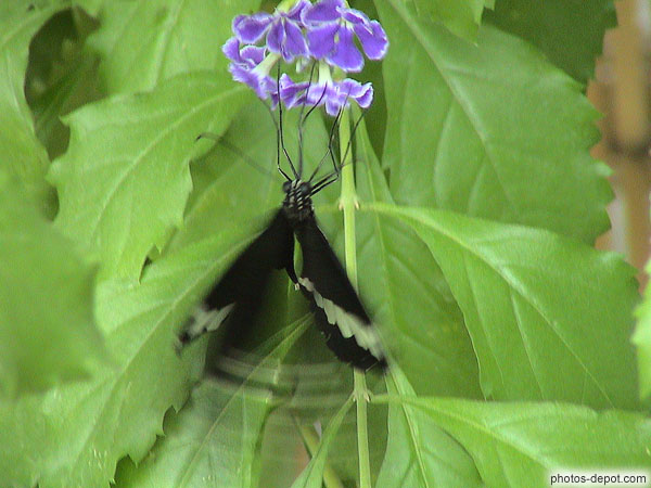 Papillon aspire le nectar d'une fleur bleue et bat des ailes