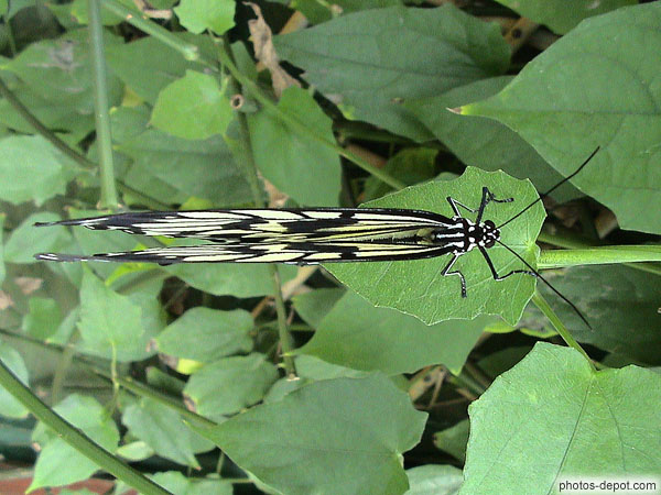 photo de papillon jaune et noir vu de dessus ailes fermées