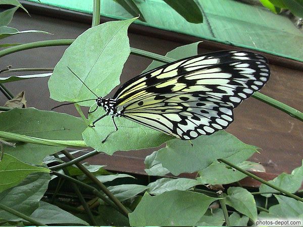 photo de papillon jaune et noir