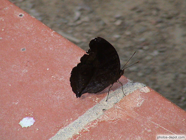 Papillon noir sur rebord en briques