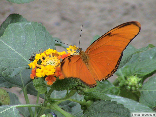 photo de papillon aux ailes rouges bordées d'un liseret noir
