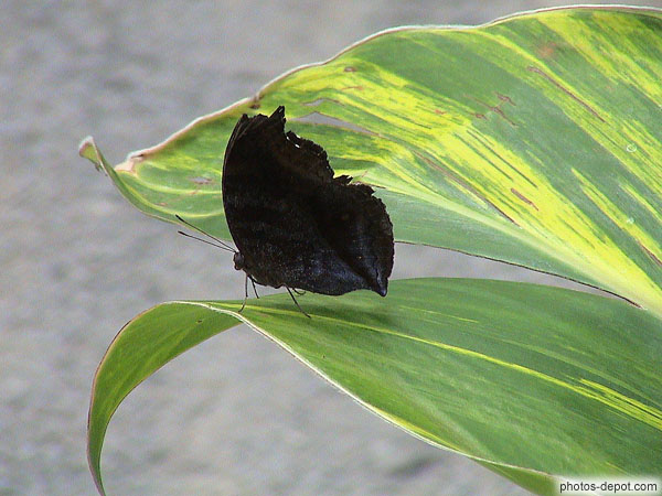Papillon noir sur longue feuille
