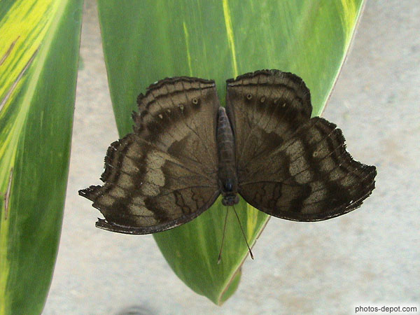 Papillon brun noir