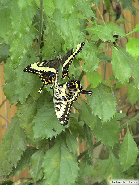 Couple de papillons accrochés l'un à l'autre
