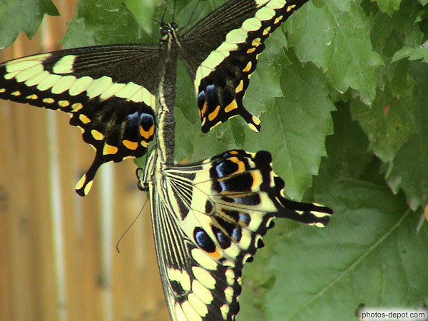 photo de reproduction des papillons