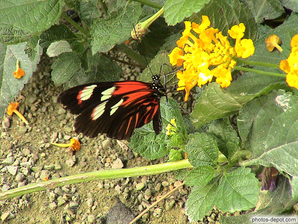 photo de papillon rouge, jaune et noir