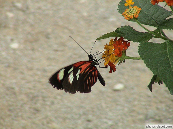 photo de papillon noir rouge et banc posé sur fleur