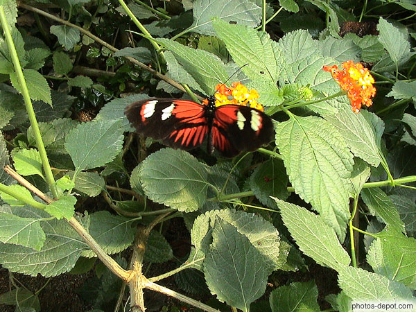 photo de papillon rouge et noir aux tâches blanches
