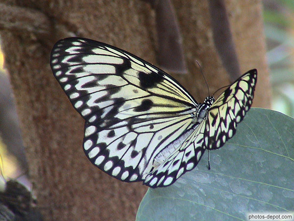 photo de papillon aux ailes stiées de blanc et de noir