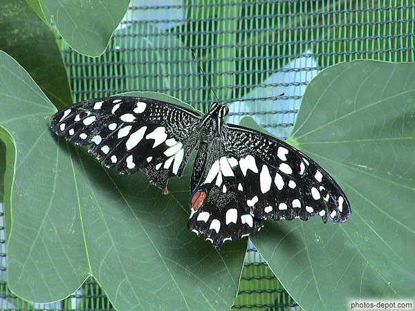 photo de papillon noir aux tâches blanches