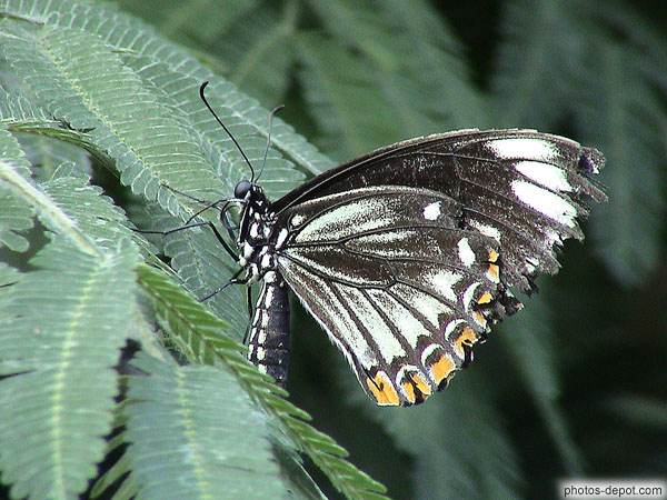 photo de papillon aux ailes noires et blanches bordées de points orange