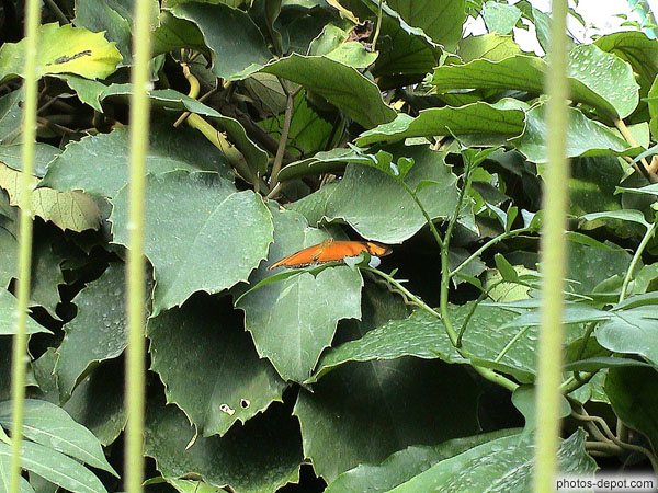 photo de papillon orange dans la végétation
