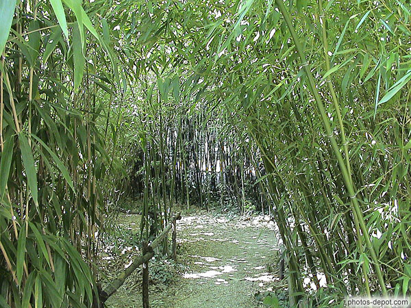 photo de forêt de bambous