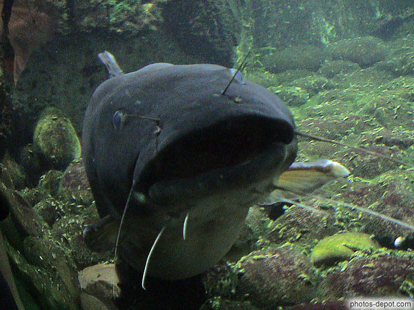 Machoiron à antennes