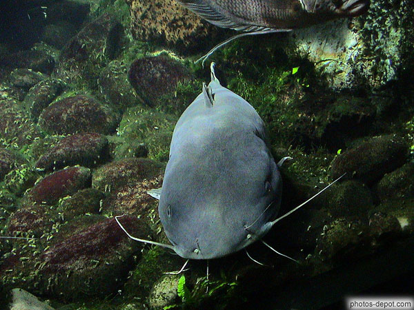 Machoiron aux longues antennes