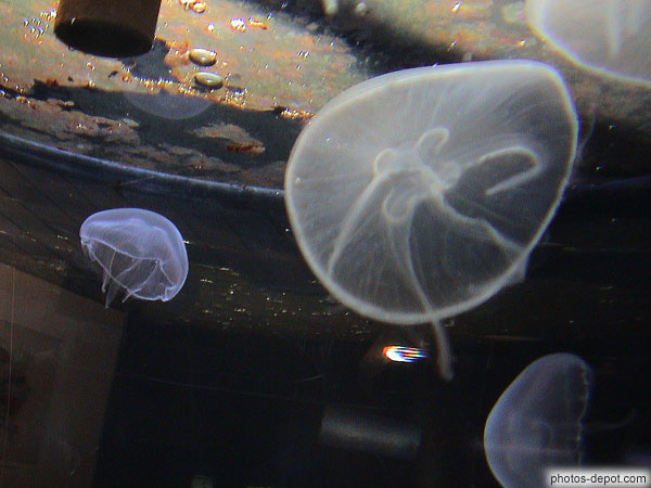 Méduses