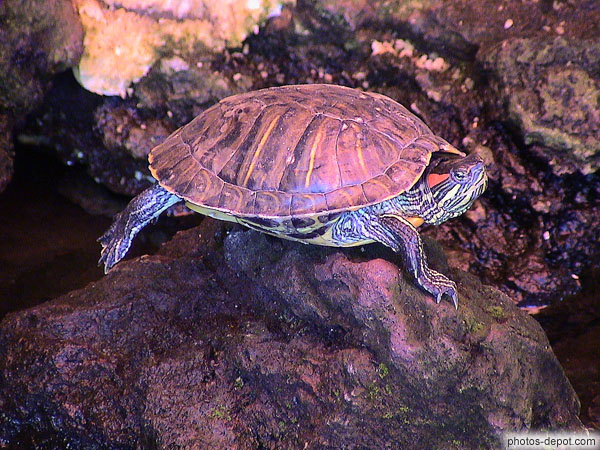 Petite tortue patte en l'air