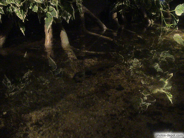 Poisson archer dans la mangrove