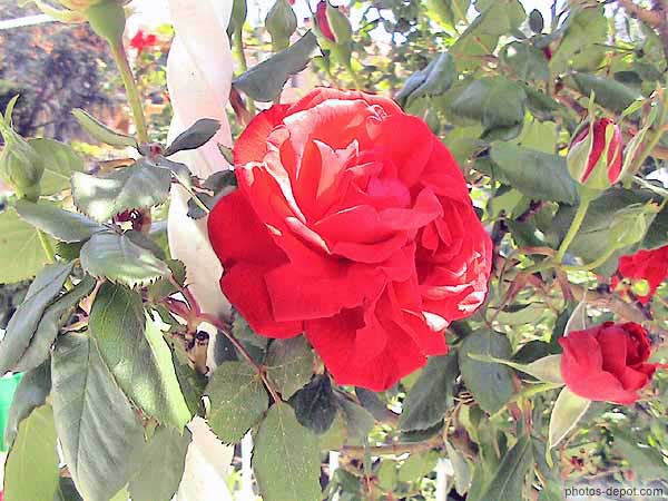 photo de roses rouges