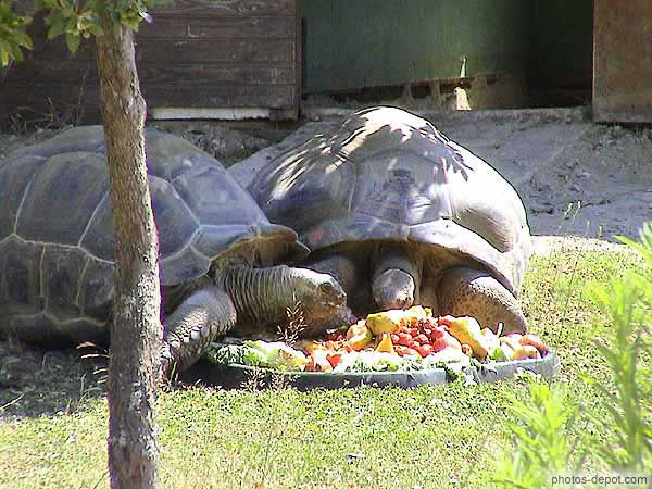 photo de déjeuner tortues éléphantines