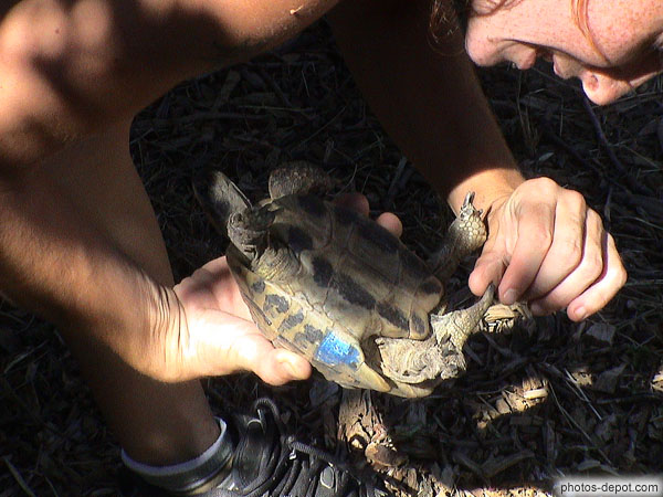 photo de male tortue : ventre creux, longue queue