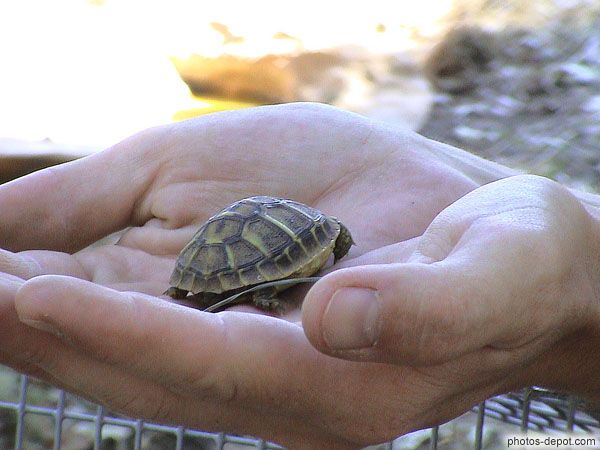 photo de bébé tortue dans la main