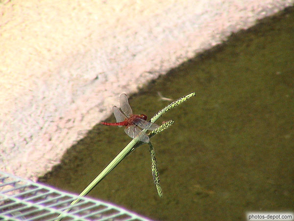 photo de Libellule rouge