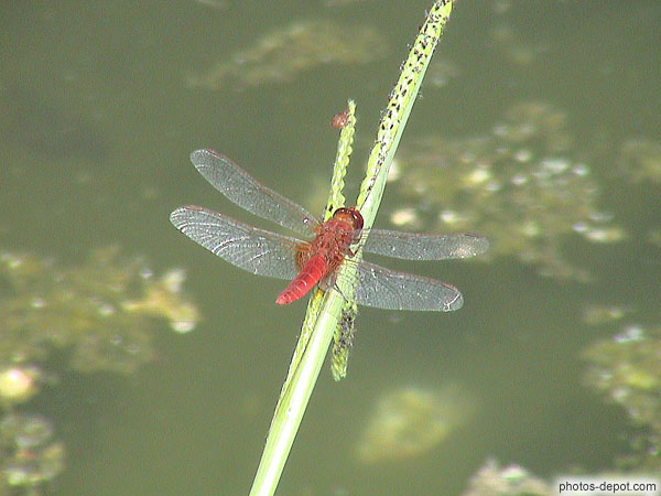 photo de Libellule rouge
