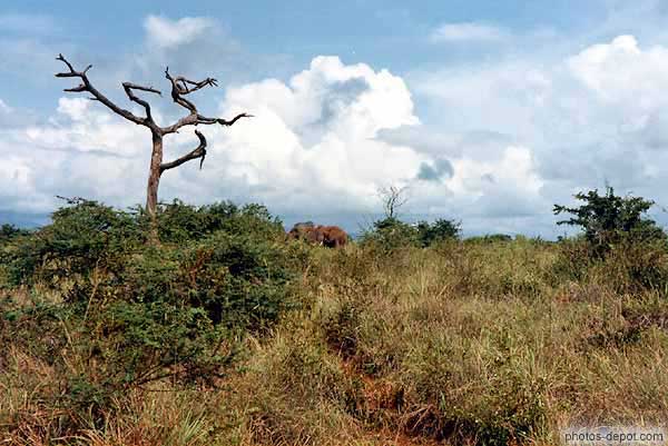 photo d'arbre mort et éléphants