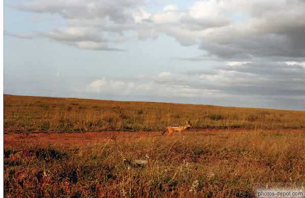 photo de chien de prairie