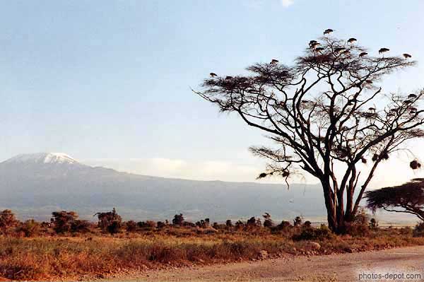 photo de cigognes sur l'arbre devant le Kilimanjaro