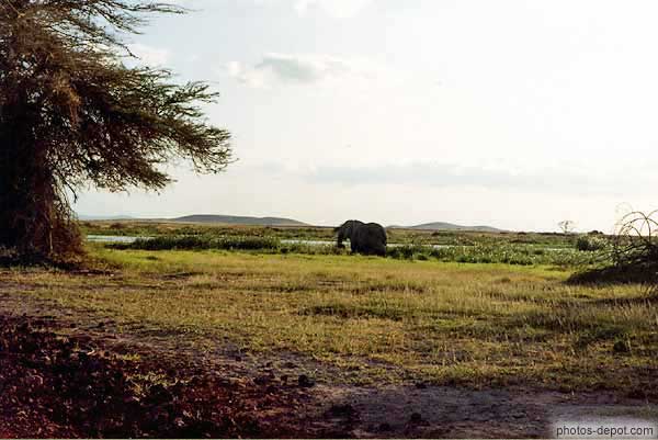 éléphant d'afrique