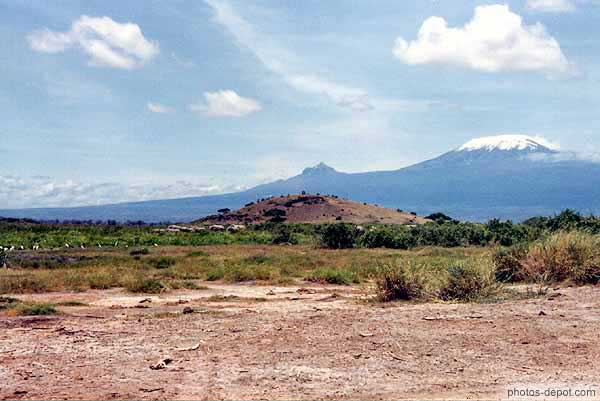 éléphants et oiseaux blancs devant le Kilimanjaro