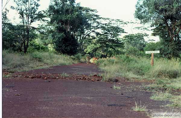 Gazelles sur private road