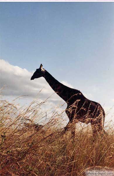 Girafe dans les herbes