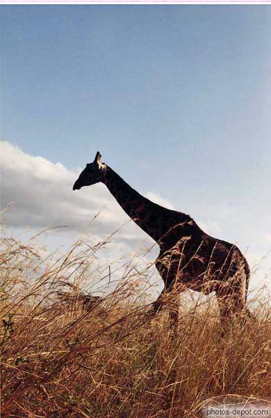 photo de girafe dans les herbes