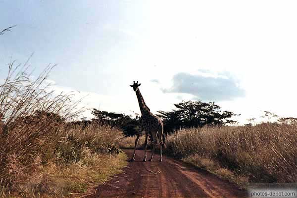 Girafe sur la piste