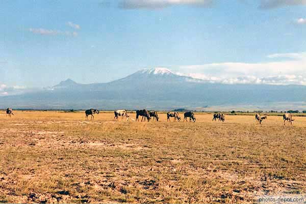 Gnous Wildbeest devant le Kilimanjaro