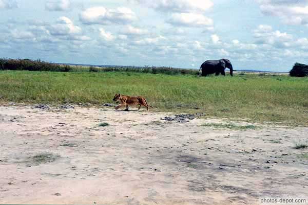 Jeune lion et éléphant