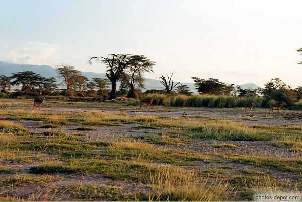 Lesser kudu dans la savane