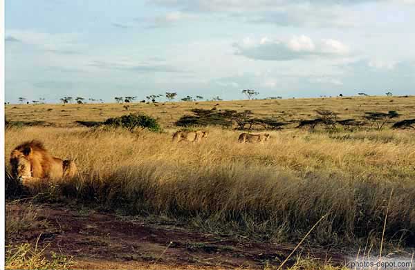 Lion se lèche la patte