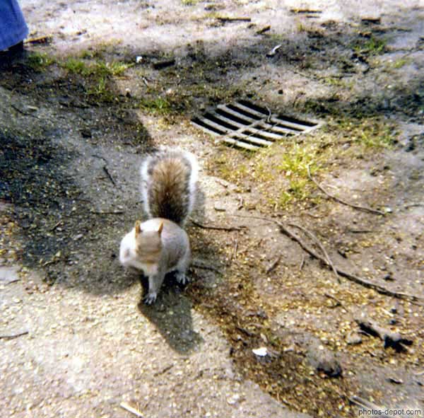 photo de écureuil gris