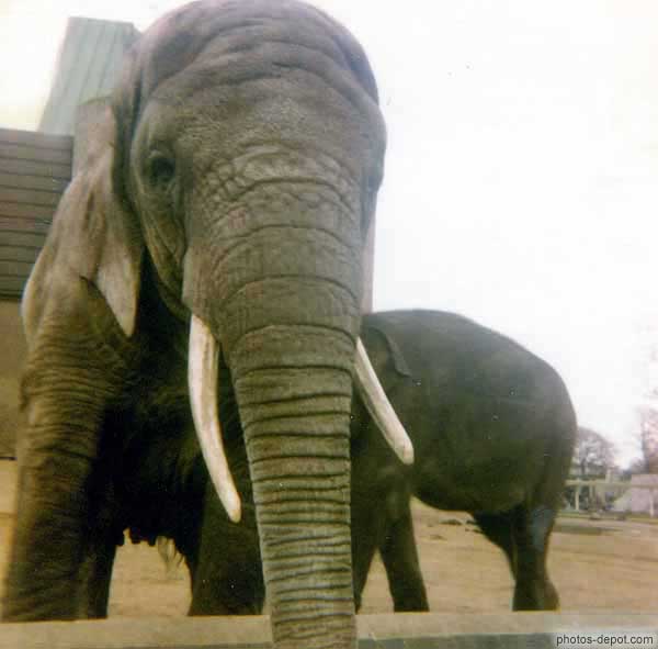 photo de éléphant, zoo de Londres