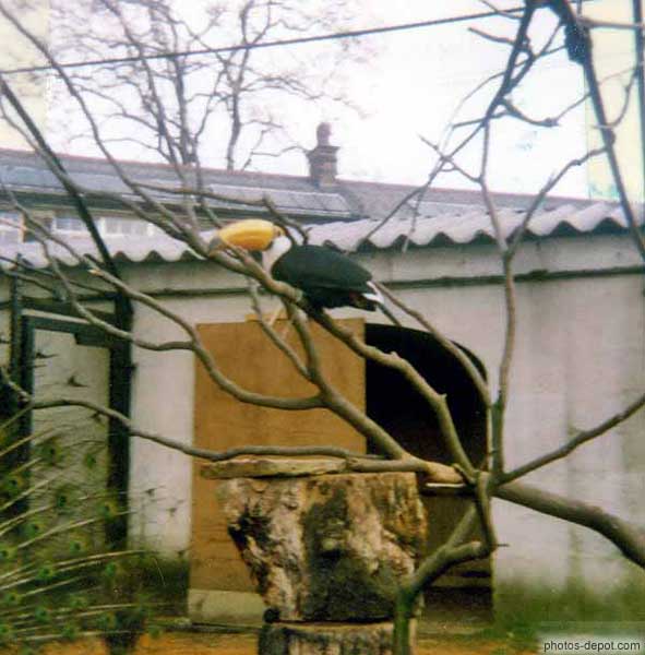 photo de macao zoo de Londres